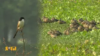 নাটোরে অতিথি পাখির কলকাকলিতে মুখরিত বিল